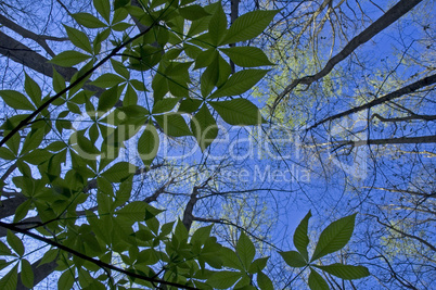 Buckeye Sapling, Treetops, Spring