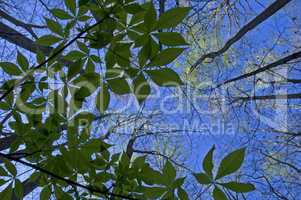 Buckeye Sapling, Treetops, Spring