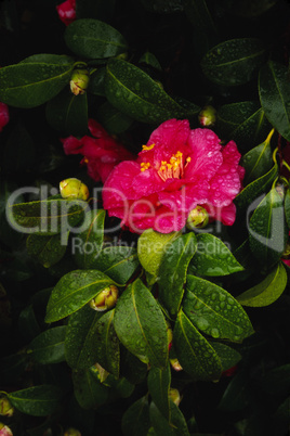 Camelia