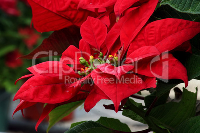 Freds Red Poinsettia