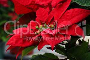 Freds Red Poinsettia