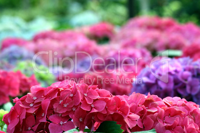 Hydrangea Quercifolia