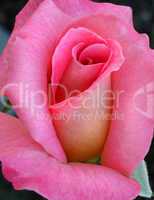 Pink Rose