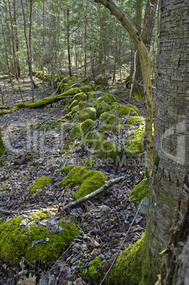 Great Smoky Mountains National Park