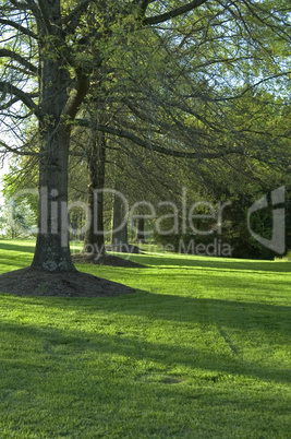Trees, Mowed Grass, East TN