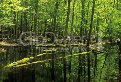 Gum Swamp, Great Smoky Mountians NP