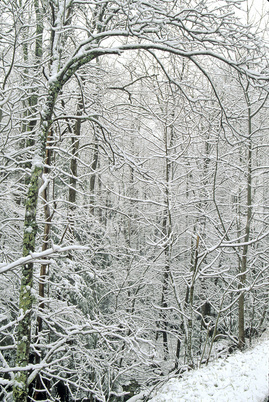 Great Smoky Mountains National Park