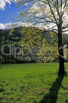 Oconaluftee, Great Smoky Mtns