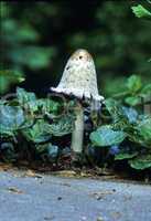 Mushroom, Ivy, East Tennessee