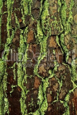 Pine Bark & Lichens