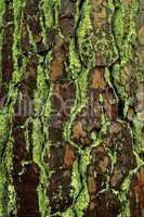Pine Bark & Lichens