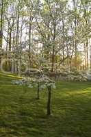 Dogwood Trees, East Tennessee