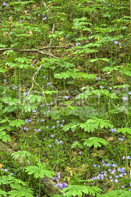 Mayapple. Phlox, Early Spring