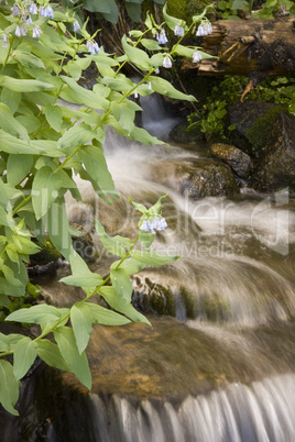 Waterfall and Rocks