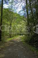 Hiker, Early Spring, Smokies NP