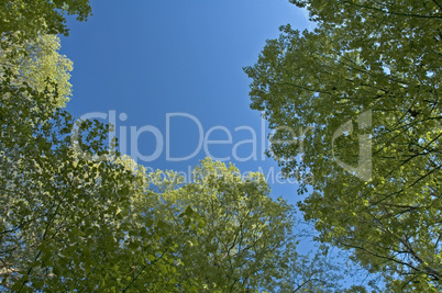 Treetops in Spring, Blue Sky