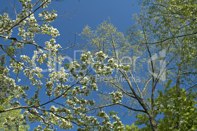 Treetops in Spring, Blue Sky