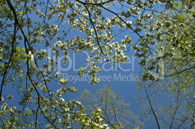 Treetops in Spring, Blue Sky