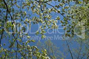 Treetops in Spring, Blue Sky