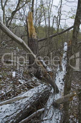 Light Snow on Burned Area