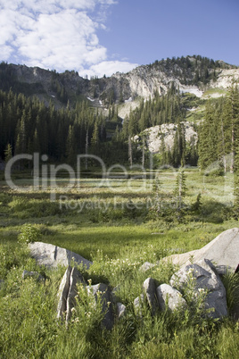 Alpine Meadow with Wildflowers