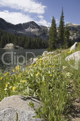 Mountain Lake with Wildflowers