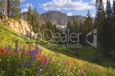 Alpine Meadow with Wildflowers