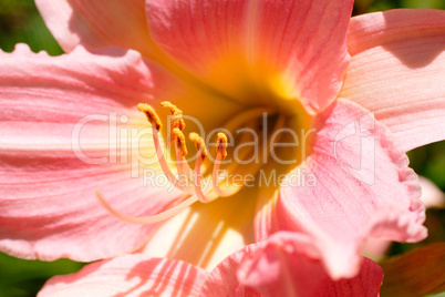 Daylilies in a Garden