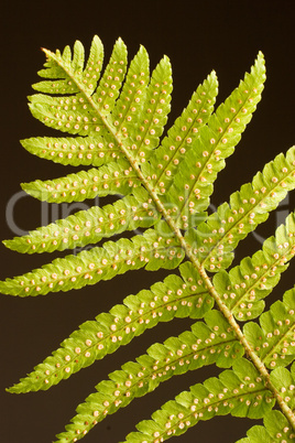 Fern Frond Close-up