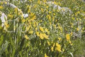 Wildflowers in an Alpine Meadow