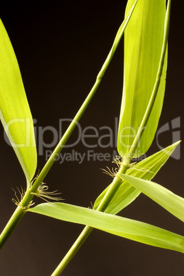 Bamboo Sprouts