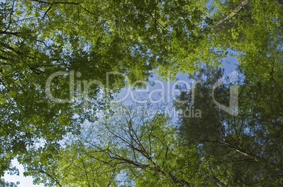 Spring Foliage, Treetops