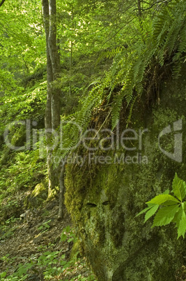 Great Smoky Mountains National Park