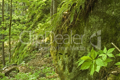 Great Smoky Mountains National Park