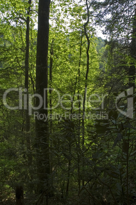 Great Smoky Mountains National Park