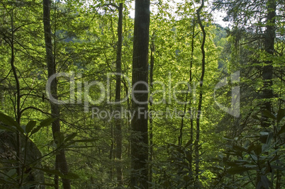 Great Smoky Mountains National Park