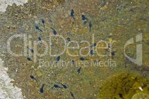 Tadpoles in Shallow Water