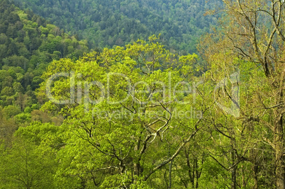 Great Smoky Mountains National Park