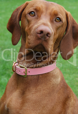 hungarian vizslas