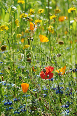 wildflower meadow