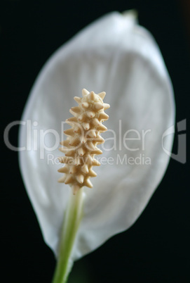 peace lily