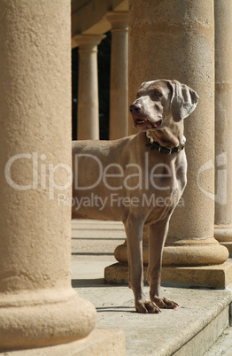 weimaraner dog