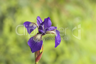 Siberian Iris