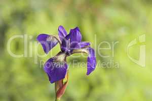Siberian Iris