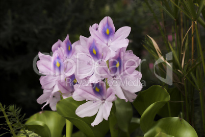 Water plant in garden