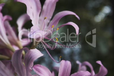 Surprise Lily (Lycoris squamigera)