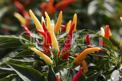 pepper plant