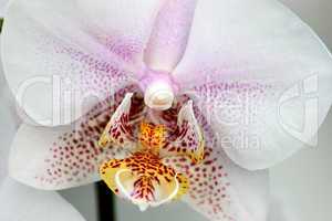 Orchid