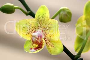 Yellow Orchid