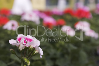 White geranium